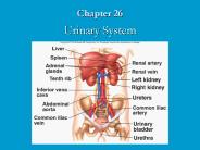 Urinary System
