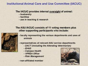 Institutional Animal Care and Use Committee IACUC