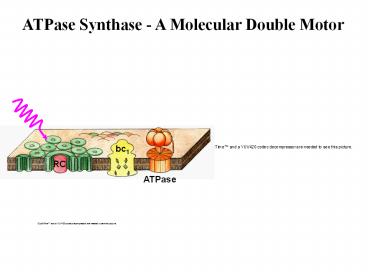 ATPase Synthase A Molecular Double Motor
