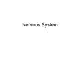 Nervous System PowerPoint PPT Presentation