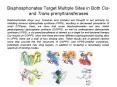 Bisphosphonates Target Multiple Sites in Both Cis and Transprenyltransferases PowerPoint PPT Presentation