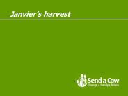 Janviers harvest
