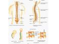 Thoracic vertebrae PowerPoint PPT Presentation