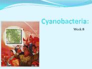 Cyanobacteria: