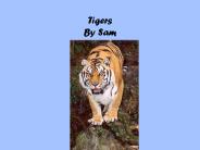 Tigers By Sam