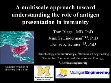 A multiscale approach toward understanding the role of antigen presentation in immunity