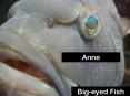 Bigeyed Fish PowerPoint PPT Presentation