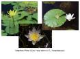 Nymphaea (Water Lilies; 6 spp. native to FL; Nymphaeaceae). PowerPoint PPT Presentation