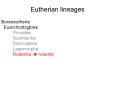 Eutherian lineages PowerPoint PPT Presentation