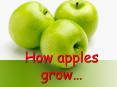 How apples grow PowerPoint PPT Presentation