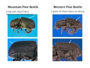 Western Pine Beetle