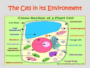 The Cell in its Environment