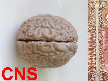 CNS