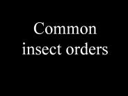 Common insect orders