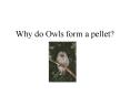 Why do Owls form a pellet PowerPoint PPT Presentation