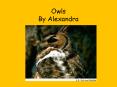 Owls By Alexandra PowerPoint PPT Presentation