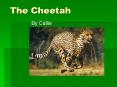 The Cheetah PowerPoint PPT Presentation