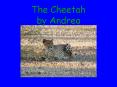 The Cheetah by Andrea PowerPoint PPT Presentation