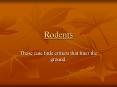 Rodents PowerPoint PPT Presentation