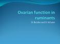 Ovarian function in ruminants PowerPoint PPT Presentation
