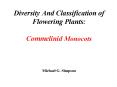 Diversity And Classification of Flowering Plants:  Commelinid Monocots  Michael G. Simpson PowerPoint PPT Presentation