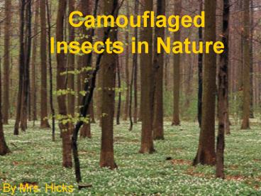 Camouflaged Insects in Nature