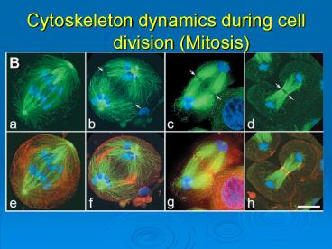 Cytoskeleton dynamics during cell division (Mitosis)