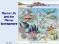 Marine Life and the Marine Environment PowerPoint PPT Presentation