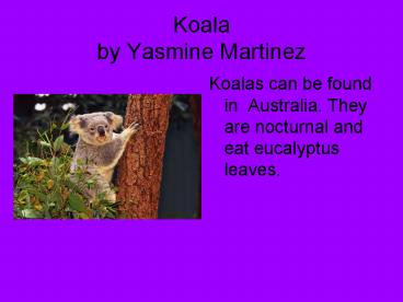 Koala by Yasmine Martinez