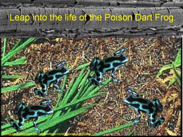 Background photo from http:allaboutfrogs'orginfospeciespoison'html