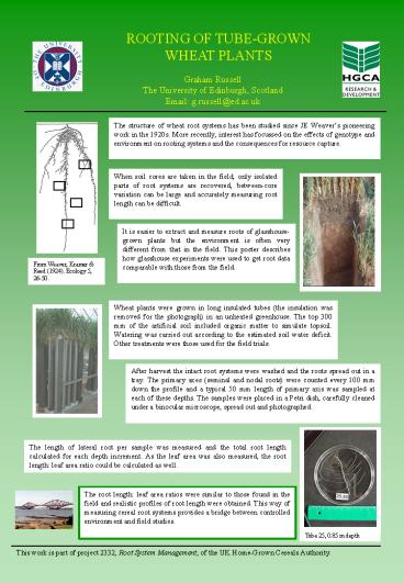 ROOTING OF TUBE-GROWN WHEAT PLANTS