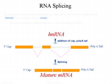 RNA Splicing presentation | free to view
