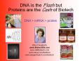 DNA is the Flash but Proteins are the Cash of Biotech PowerPoint PPT Presentation