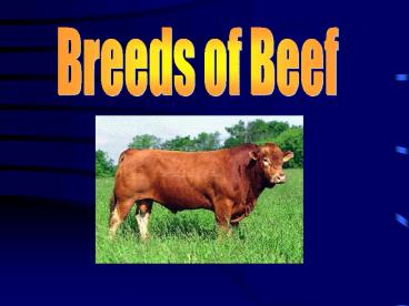 Breeds of Beef