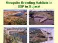 Mosquito Breeding Habitats in SSP in Gujarat PowerPoint PPT Presentation