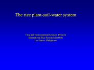 The rice plant-soil-water system