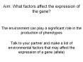 Aim: What factors affect the expression of the gene? PowerPoint PPT Presentation