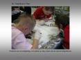Students are investigating owl pellets as they learn about animal adaptations. PowerPoint PPT Presentation