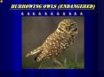 Burrowing Owls Endangered PowerPoint PPT Presentation