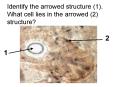 Identify the arrowed structure 1' What cell lies in the arrowed 2 structure PowerPoint PPT Presentation