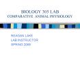 BIOLOGY 305 LAB COMPARATIVE ANIMAL PHYSIOLOGY PowerPoint PPT Presentation