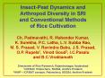InsectPest Dynamics and Arthropod Diversity in SRI PowerPoint PPT Presentation