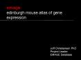 emage edinburgh mouse atlas of gene expression PowerPoint PPT Presentation