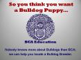 So you think you want a Bulldog Puppy PowerPoint PPT Presentation