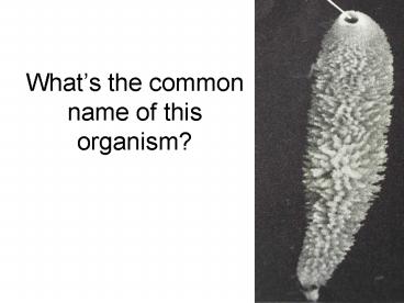 Whats the common name of this organism