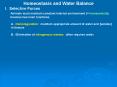 Homeostasis and Water Balance PowerPoint PPT Presentation