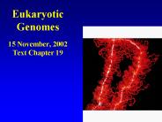 Eukaryotic Genomes 15 November, 2002 Text Chapter 19