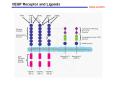VEGF Receptor and Ligands PowerPoint PPT Presentation