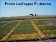 Potato Leafhopper Resistance PowerPoint PPT Presentation