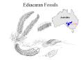 Ediacaran%20Fossils PowerPoint PPT Presentation